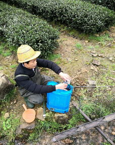 时代恩田 武夷山茶叶种植基地喷洒降解酶生物菌肥
